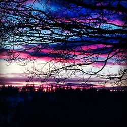 Silhouette of trees at sunset