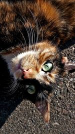 Close-up portrait of cat