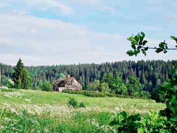 Plants growing on land against sky