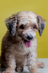 Close-up portrait of a dog