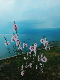 Close-up of flowering plants on field against sky