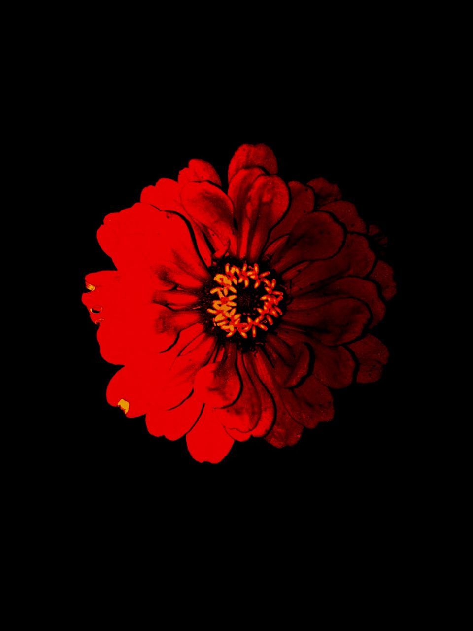 flower, black background, studio shot, petal, red, flower head, freshness, fragility, beauty in nature, single flower, close-up, copy space, nature, night, growth, no people, blooming, blossom, vibrant color, pollen