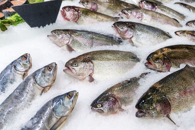 High angle view of fish for sale in market