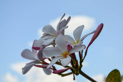 Close-up of white flowers blooming against sky