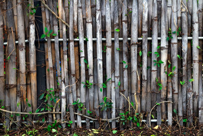 Full frame shot of bamboo plants