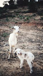 White dog standing on field