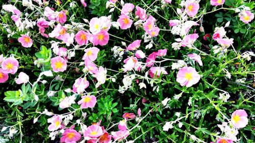 High angle view of pink flowering plants in park