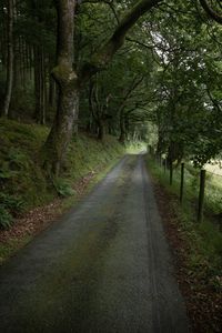 Road amidst trees in forest