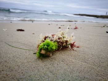 Close-up of leaf on beach against sky