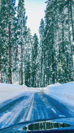 Snow covered road amidst trees