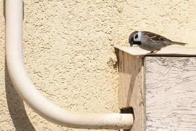 Close-up of bird perching on wall