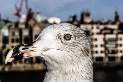 Close-up of bird