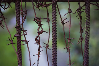 Close-up of lizard on tree