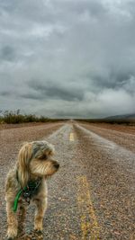 Dog on dirt road against cloudy sky