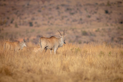 Deer in a field