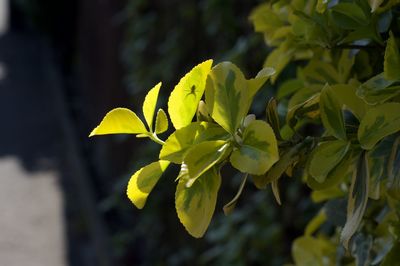 Close-up of yellow flowering plant leaves