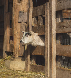 View of an goat in farm