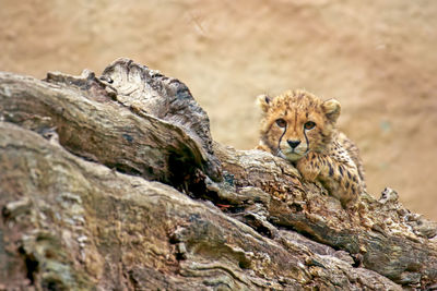 Close-up of cheetah on rock