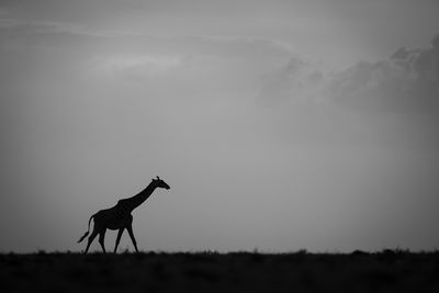 animal