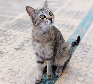 Portrait of cat looking away on street