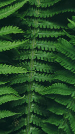 Full frame shot of palm tree