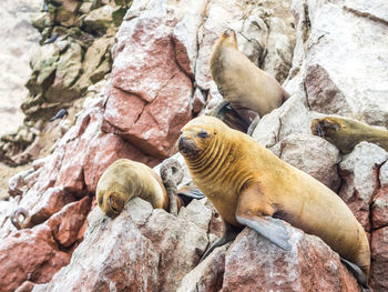 View of animals on rock formation