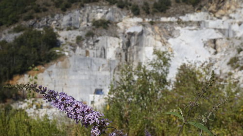 Close-up of purple flowering plant by building