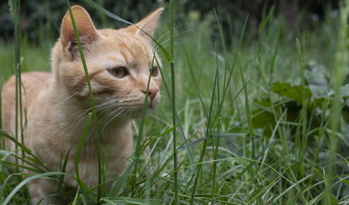 Little cat in grass looks away