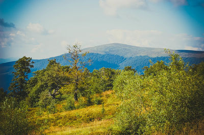 Plants growing on land against sky