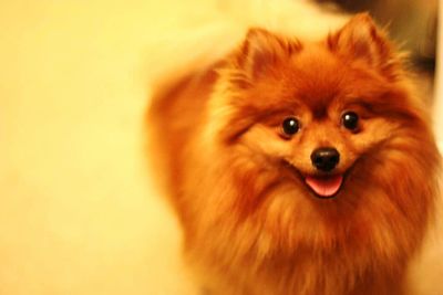 Close-up portrait of puppy