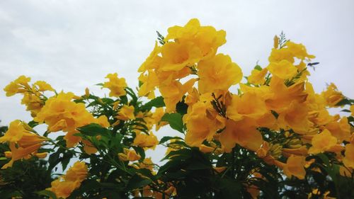 Close-up of yellow flowering plant against sky