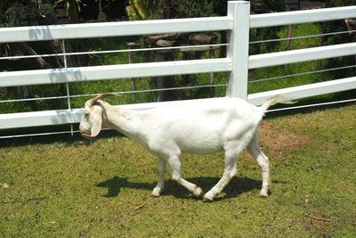 White horse in ranch