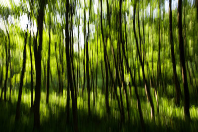 Full frame shot of bamboo trees