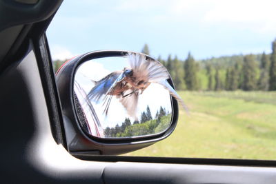 Reflection of bird on side-view mirror