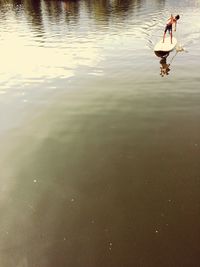 Reflection of trees in water