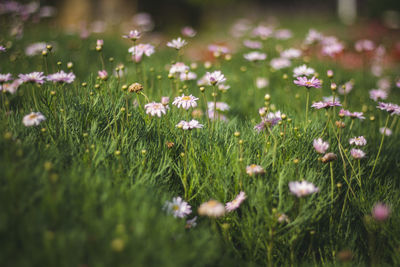 Close-up of purple flowers on field