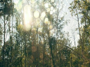 Low angle view of trees in forest