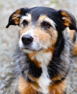 Close-up portrait of dog