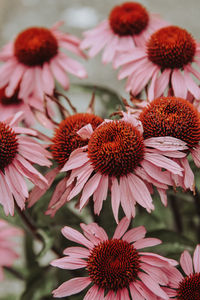 Close-up of pink flowering plants on field