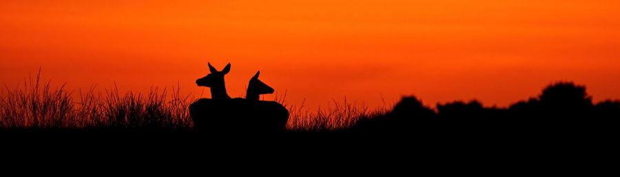 Silhouette birds on landscape against sky during sunset