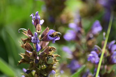 Close-up of bee on purple flowering plant