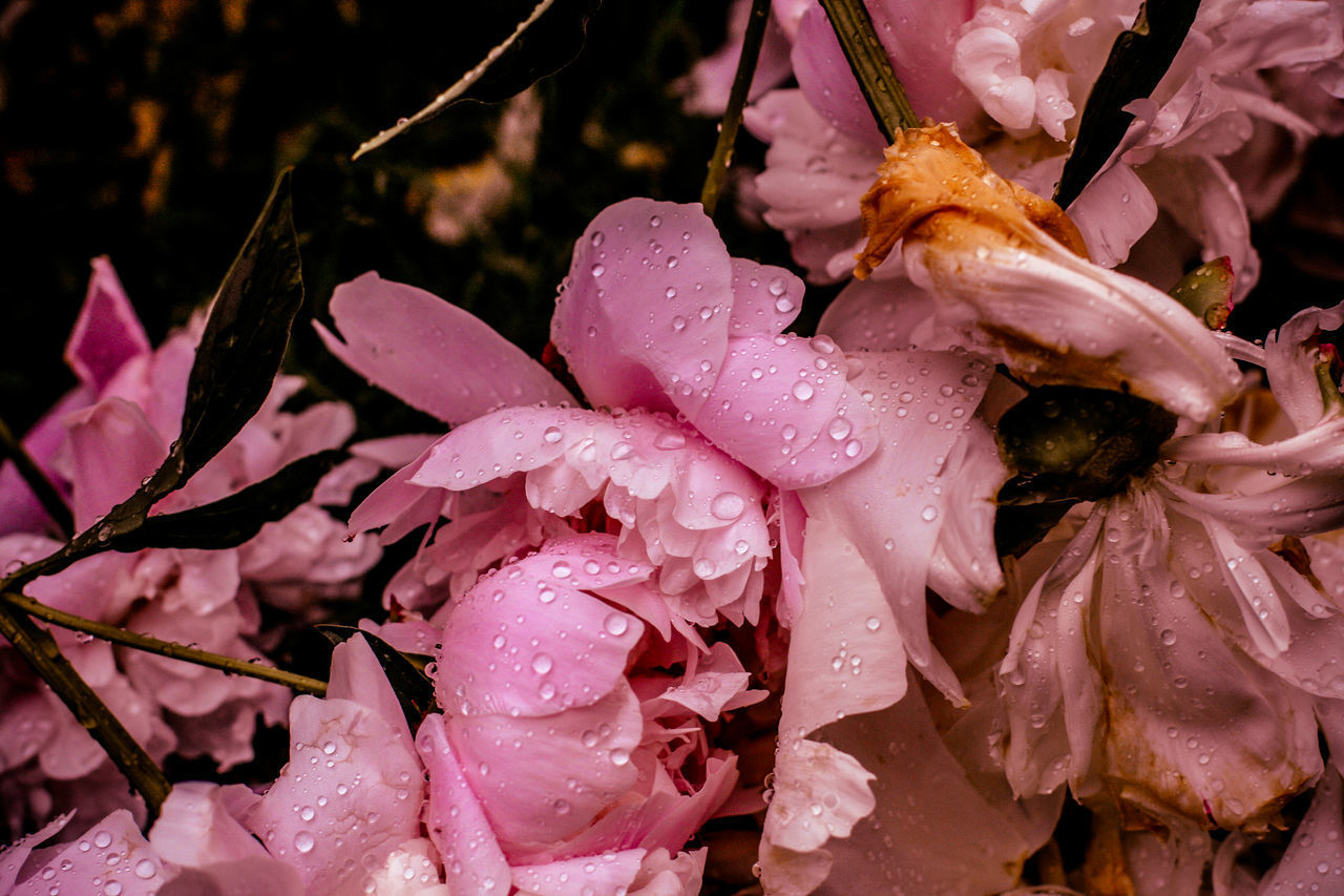 CLOSE-UP OF WATER DROPS ON PINK FLOWER