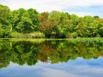 Scenic view of lake by trees against sky