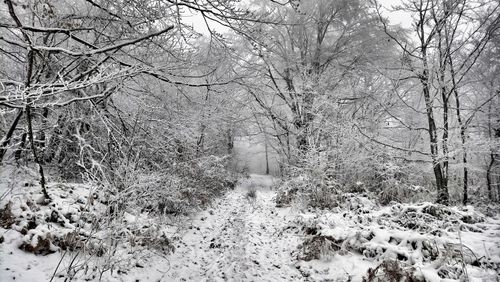 Bare trees in forest during winter