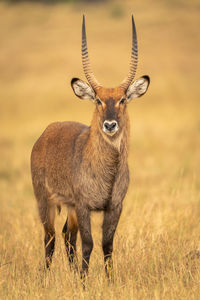 Portrait of deer standing on field