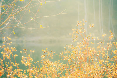 Close-up of flowering plants against sky during sunset