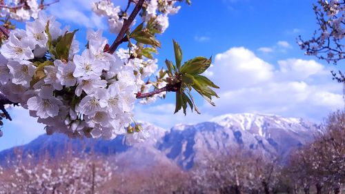 Low angle view of cherry blossoms in spring