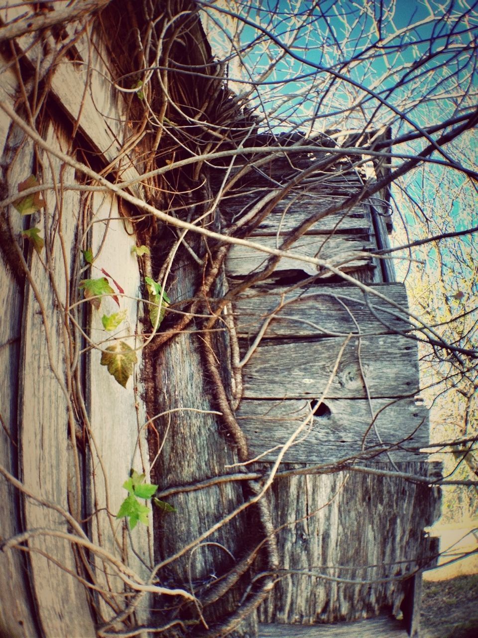 wood - material, damaged, branch, broken, dry, abandoned, bare tree, old, low angle view, obsolete, close-up, fence, day, tree, no people, outdoors, deterioration, dead plant, built structure, protection