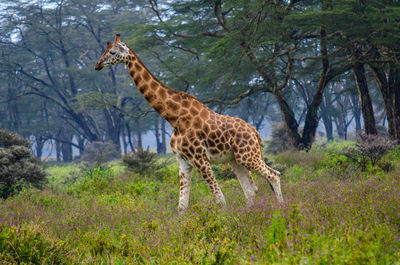 Nakuru park giraffe