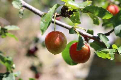 Close-up of plum fruits on tree